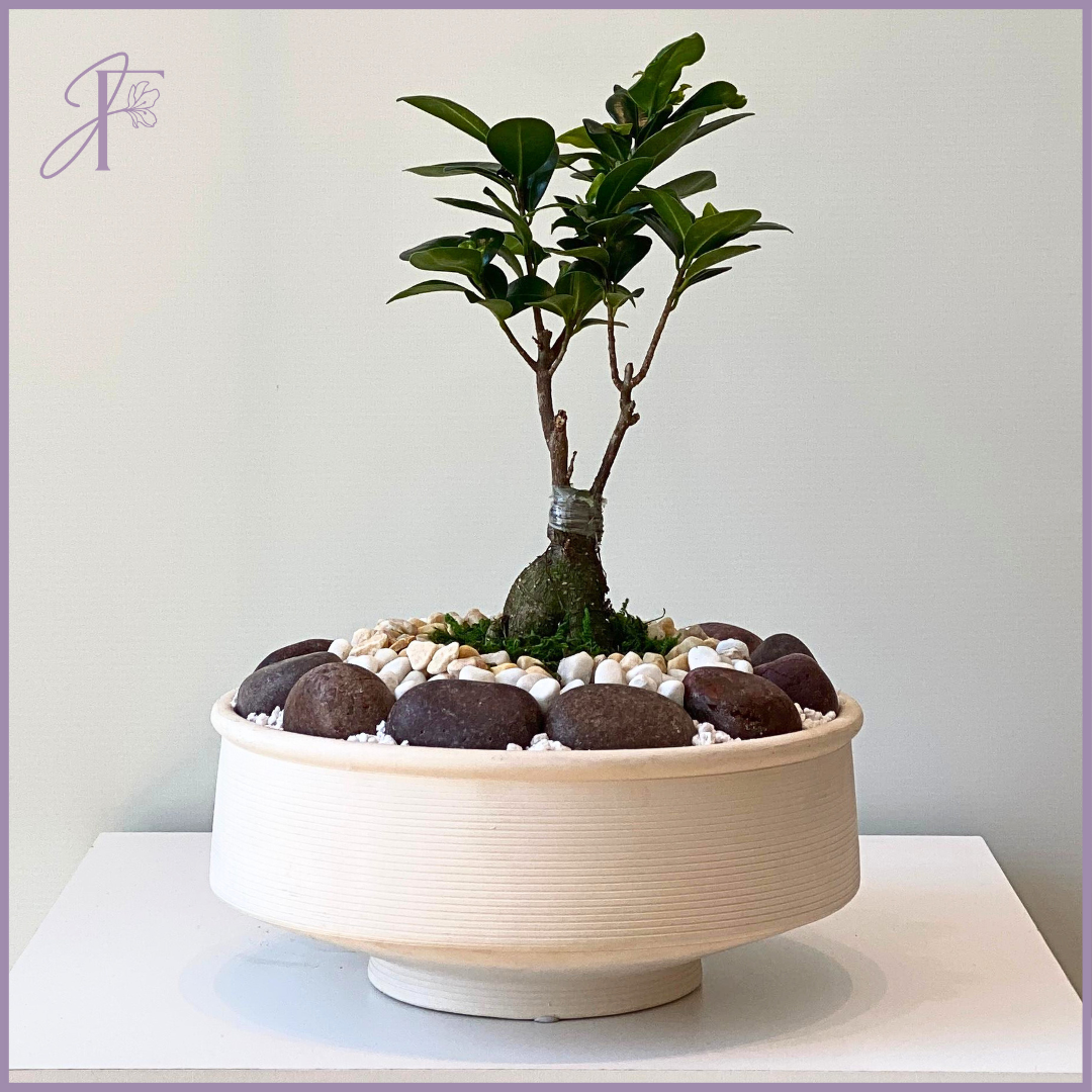 Elegant Bonsai Centerpiece - قطعة مركزية بونساي الأنيقة – plant, delivered in Bahrain
