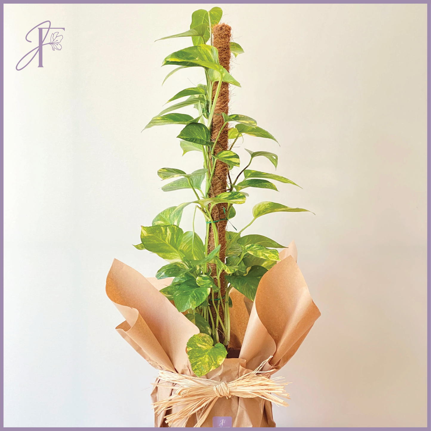 Air Purifying Golden Pothos – plant, delivered in Bahrain