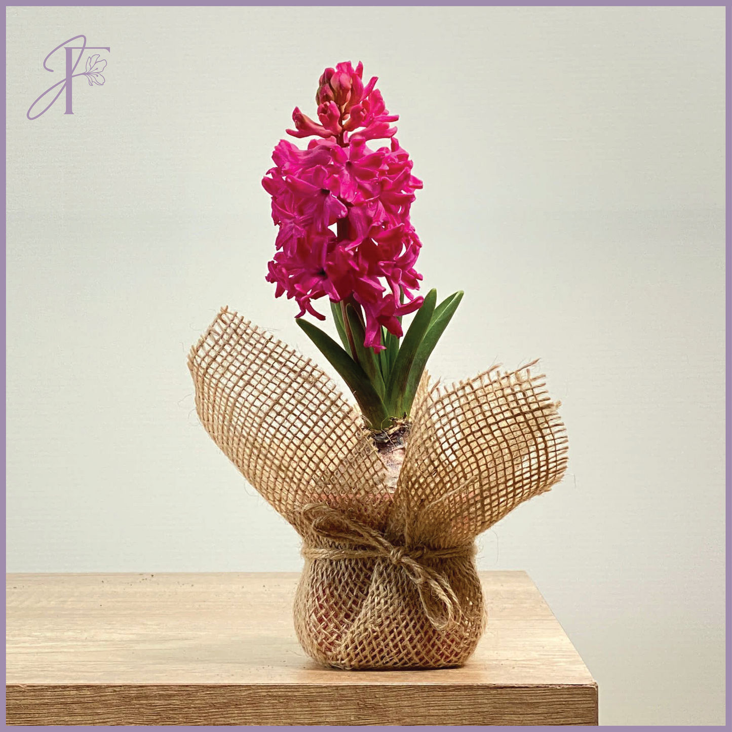 Hyacinth Delight – plant, delivered in Bahrain