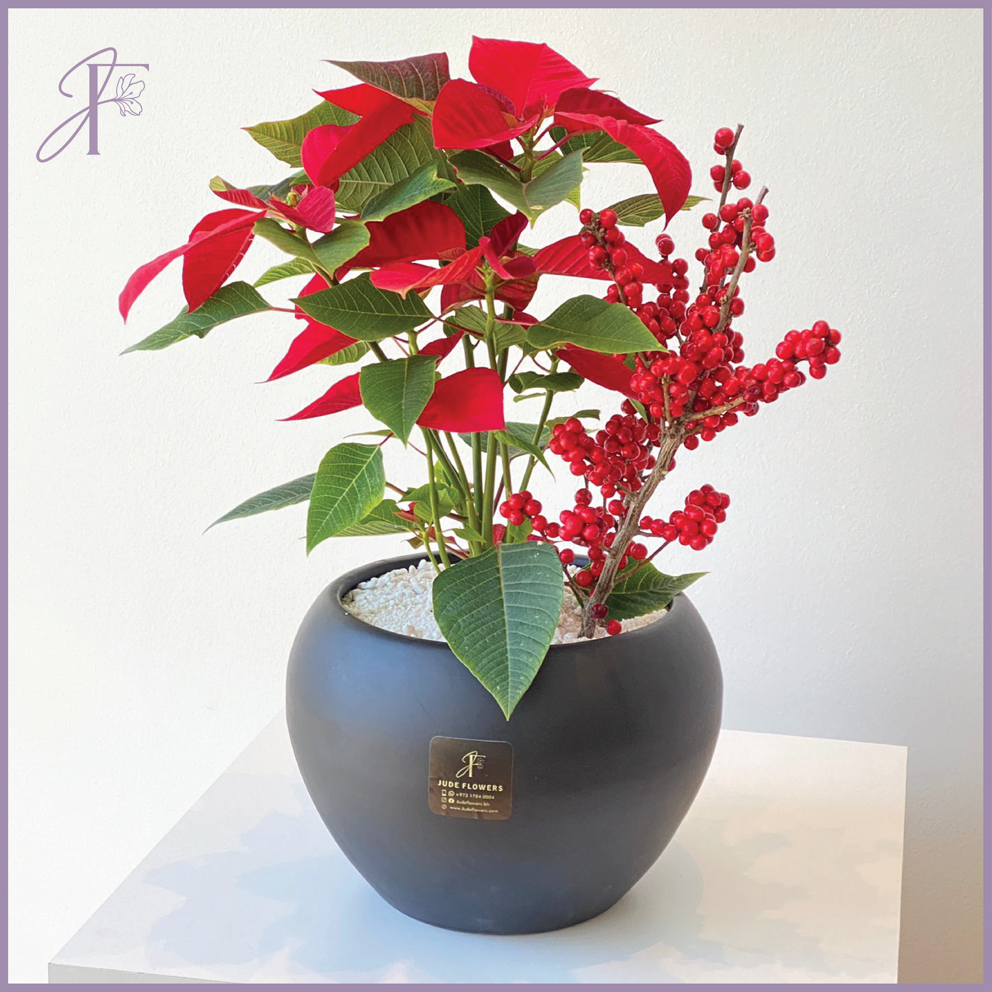 Poinsettia – The Star of Festive Décor! – plant, delivered in Bahrain