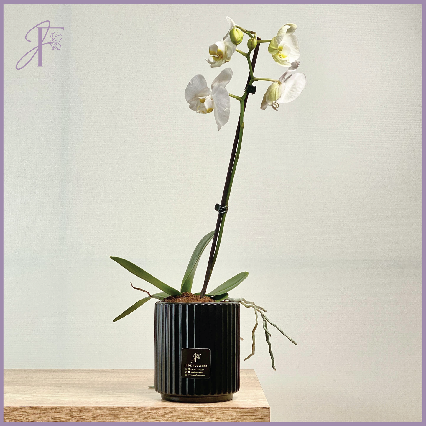 White Phalaenopsis Orchid – Pure Elegance in Bloom – plant, delivered in Bahrain