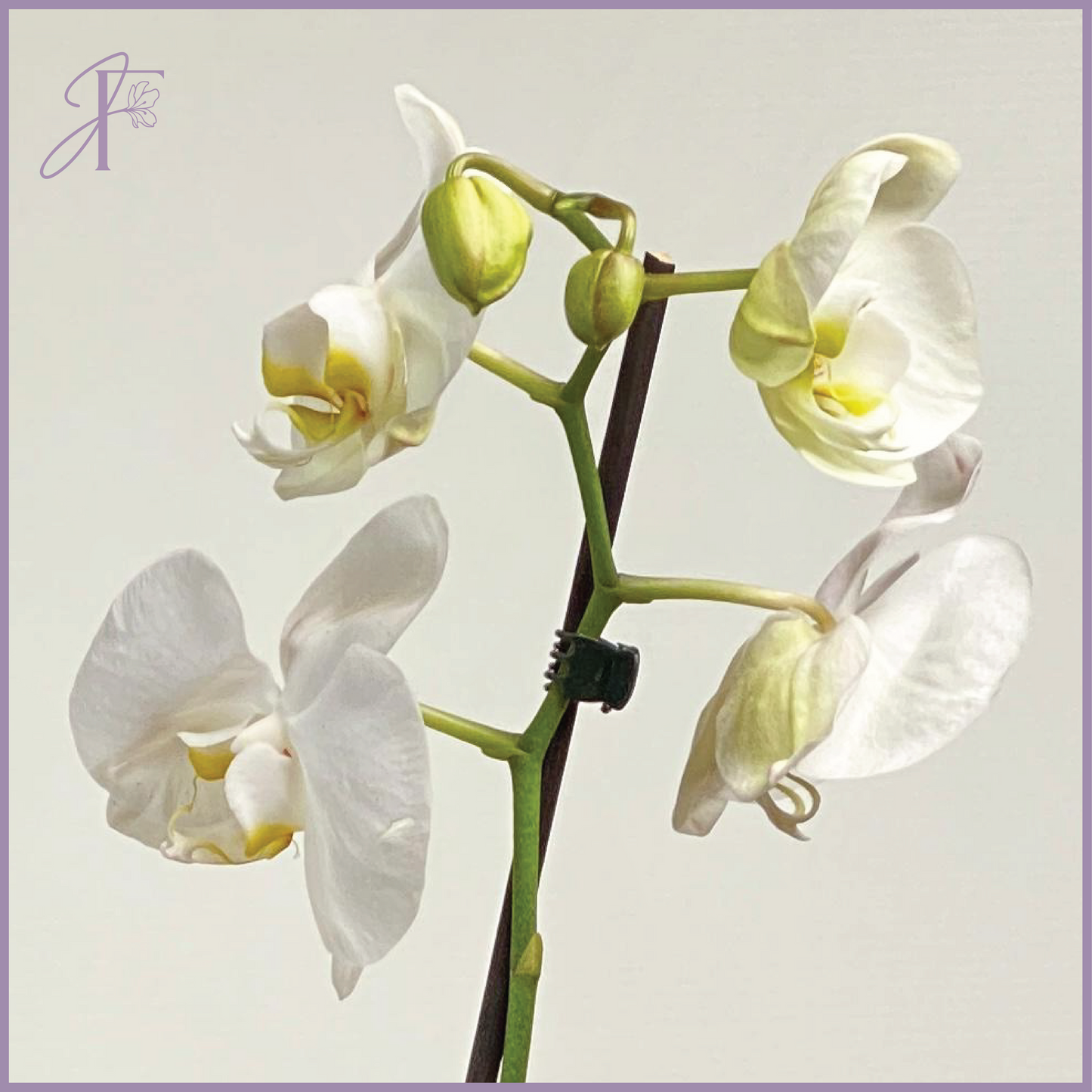 Flowers, delivered in Bahrain