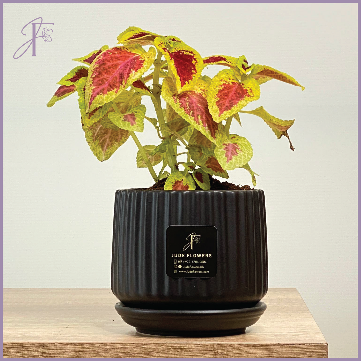 Colorful Coleus – Nature’s Art in Bloom - كوليوس الملوّن – لمسة طبيعية زاهية – plant, delivered in Bahrain