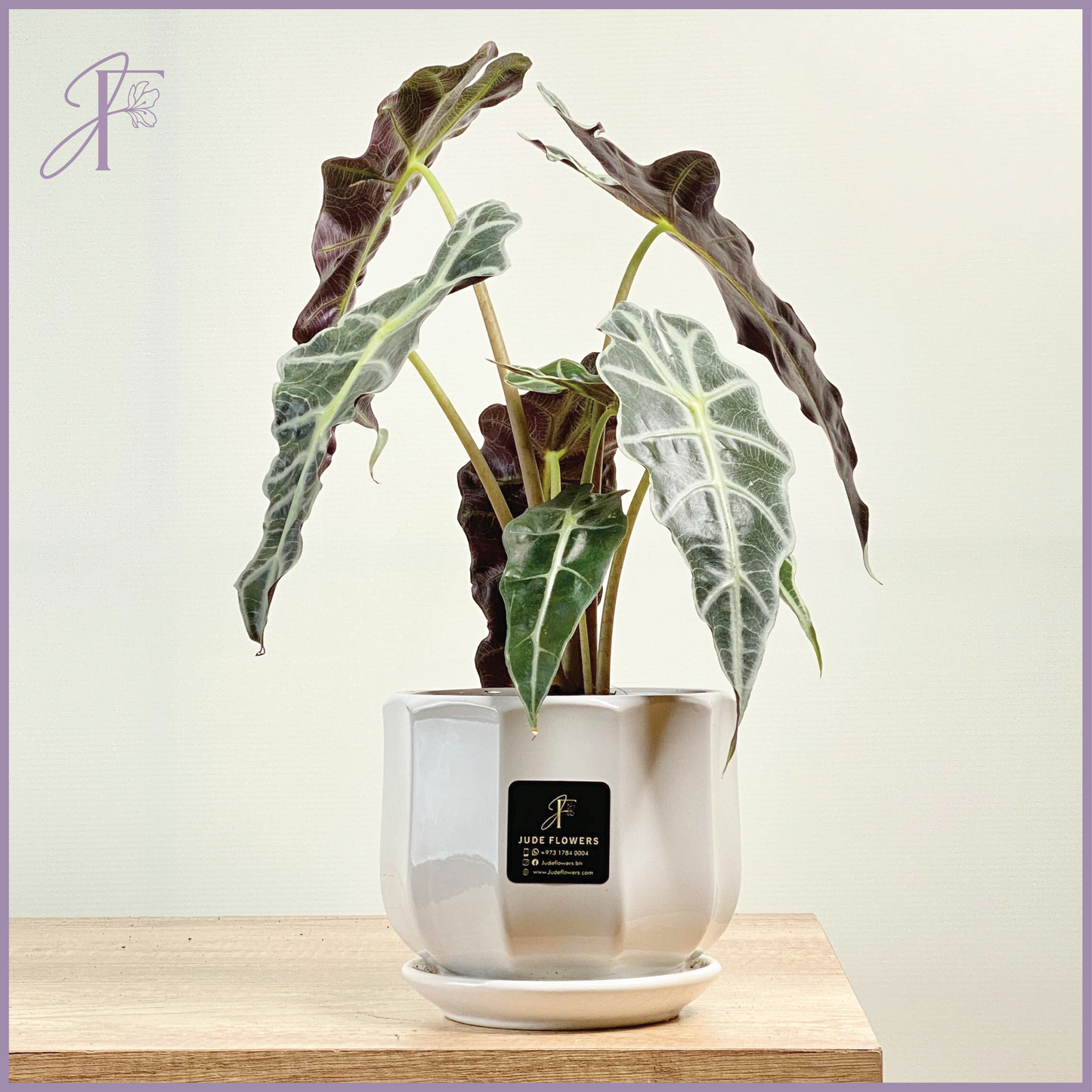 Alocasia Amazonica – Tropical Elegance in Every Leaf – plant, delivered in Bahrain