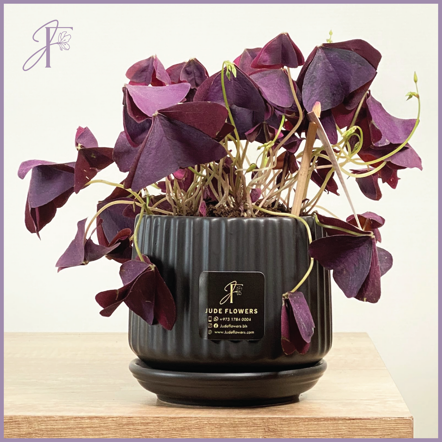 Purple Oxalis – Burgundy Charm – plant, delivered in Bahrain