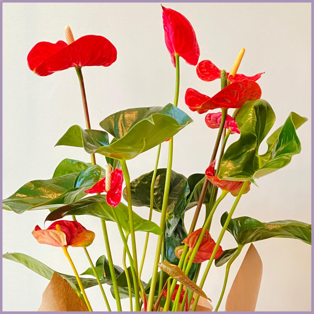 Red Anthurium Wrapped Plant (No Pot)