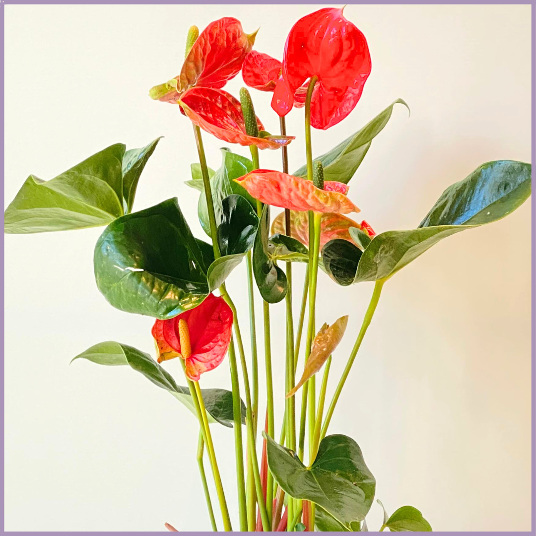 Anthurium Plant in White Ceramic Pot