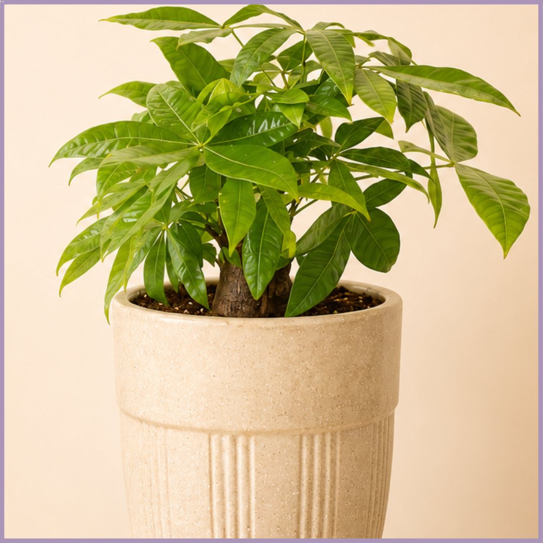 Emerald Prosperity Money Tree