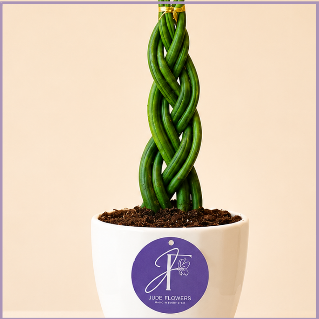 Emerald Twist Euphorbia Cactus