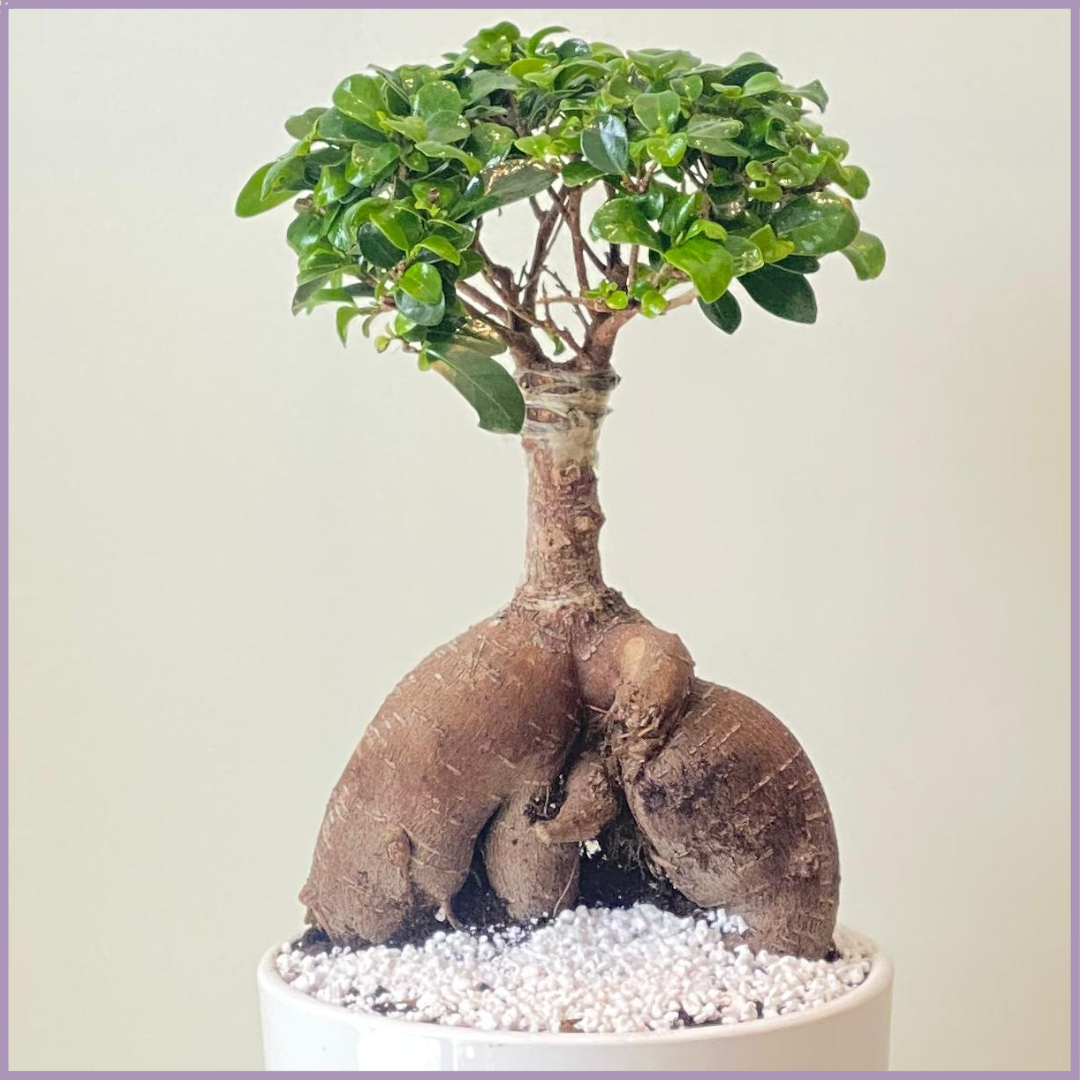 Ficus Bonsai Elegance in White Ceramic Pot