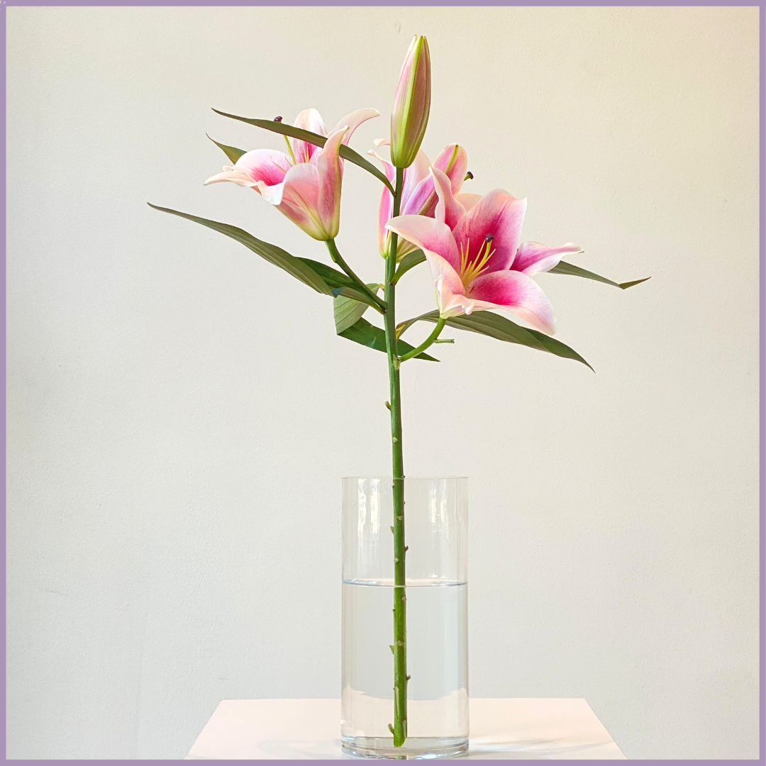 Fresh Pink Lily Stem - Sold per 1 Stem - Create your Own Arrangement