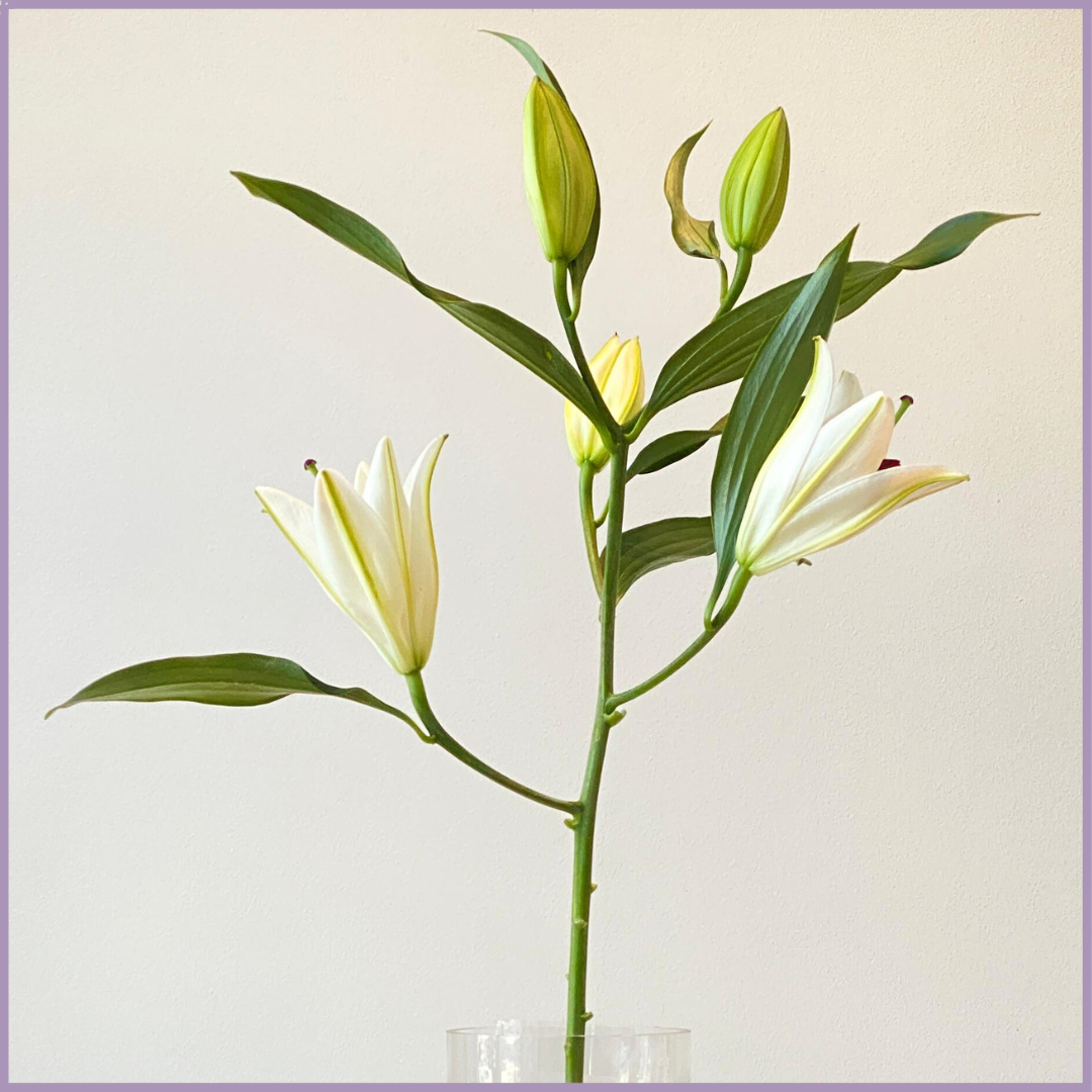 Fresh White Lily Stem - Sold per 1 Stem - Create your Own Arrangement
