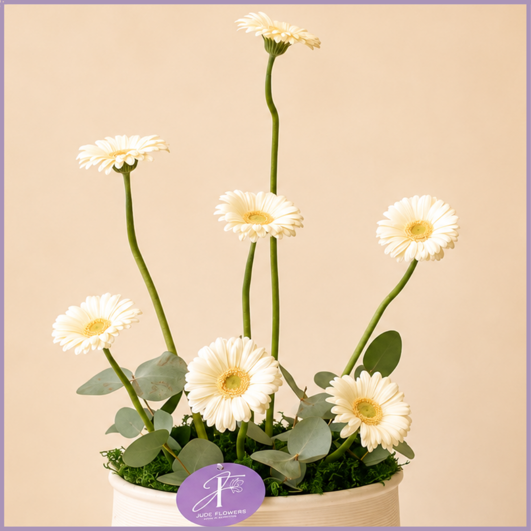 Ivory Heights – White Gerbera Flower Arrangement