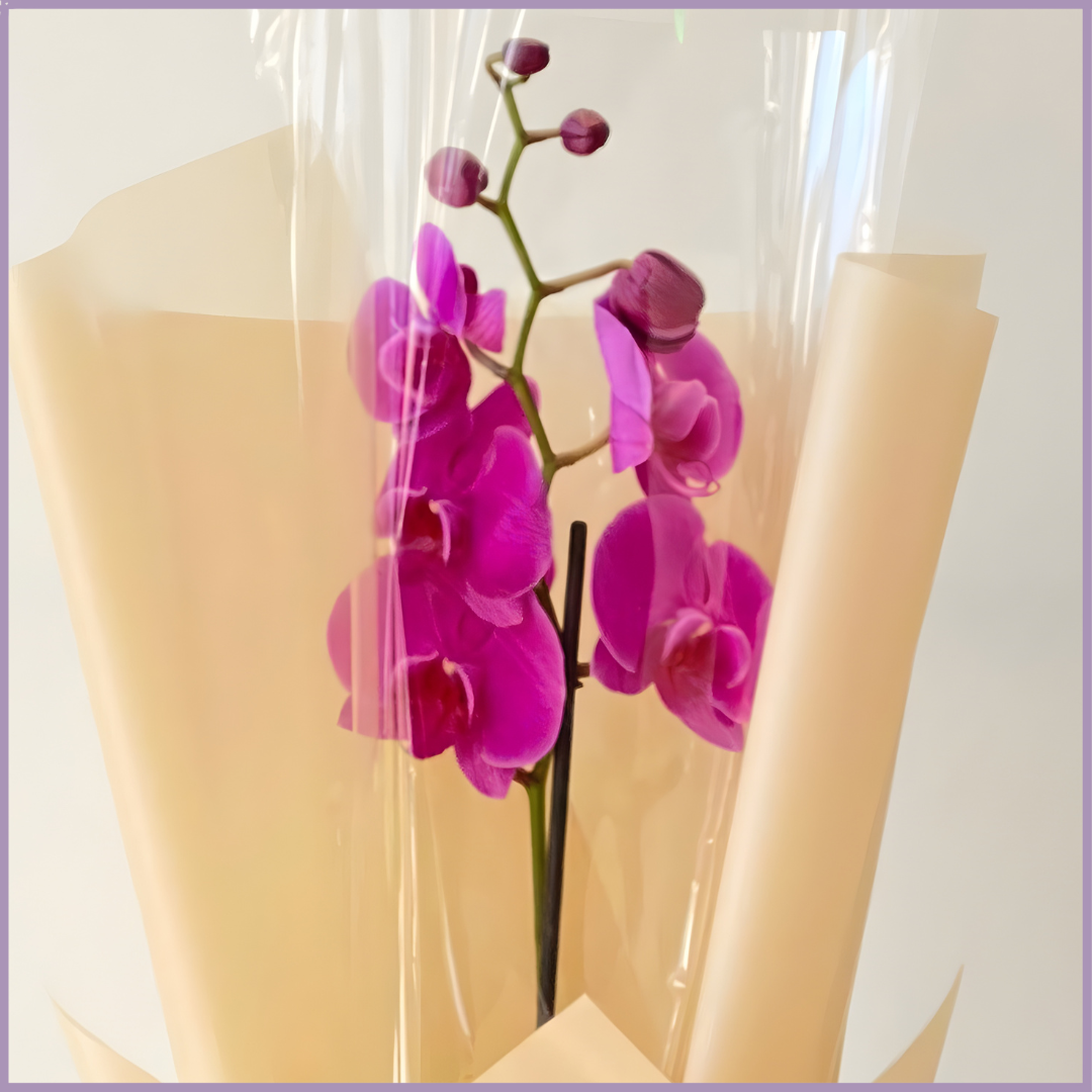 Purple Orchid Wrapped with Bow