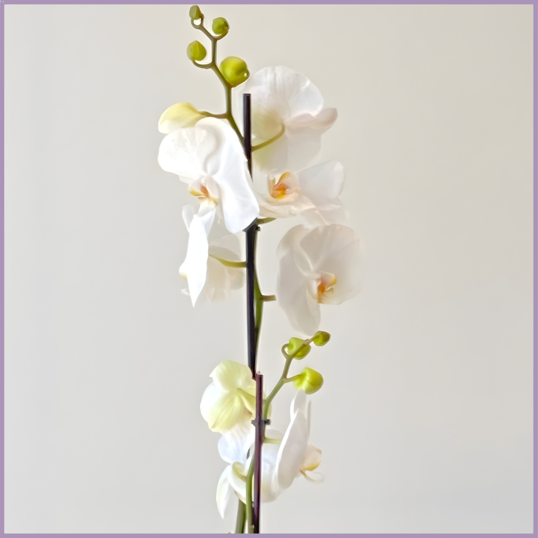 Grace in Bloom –- White Orchid Gift Pot
