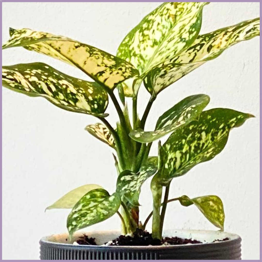 Aglaonema (Chinese Evergreen) in Black Ceramic Pot - Stylish Indoor Plant