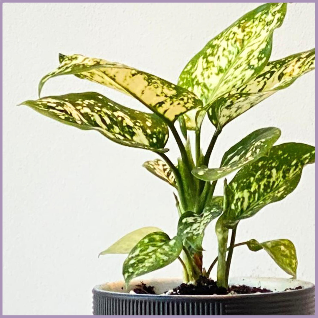 Aglaonema (Chinese Evergreen) in Black Ceramic Pot - Stylish Indoor Plant