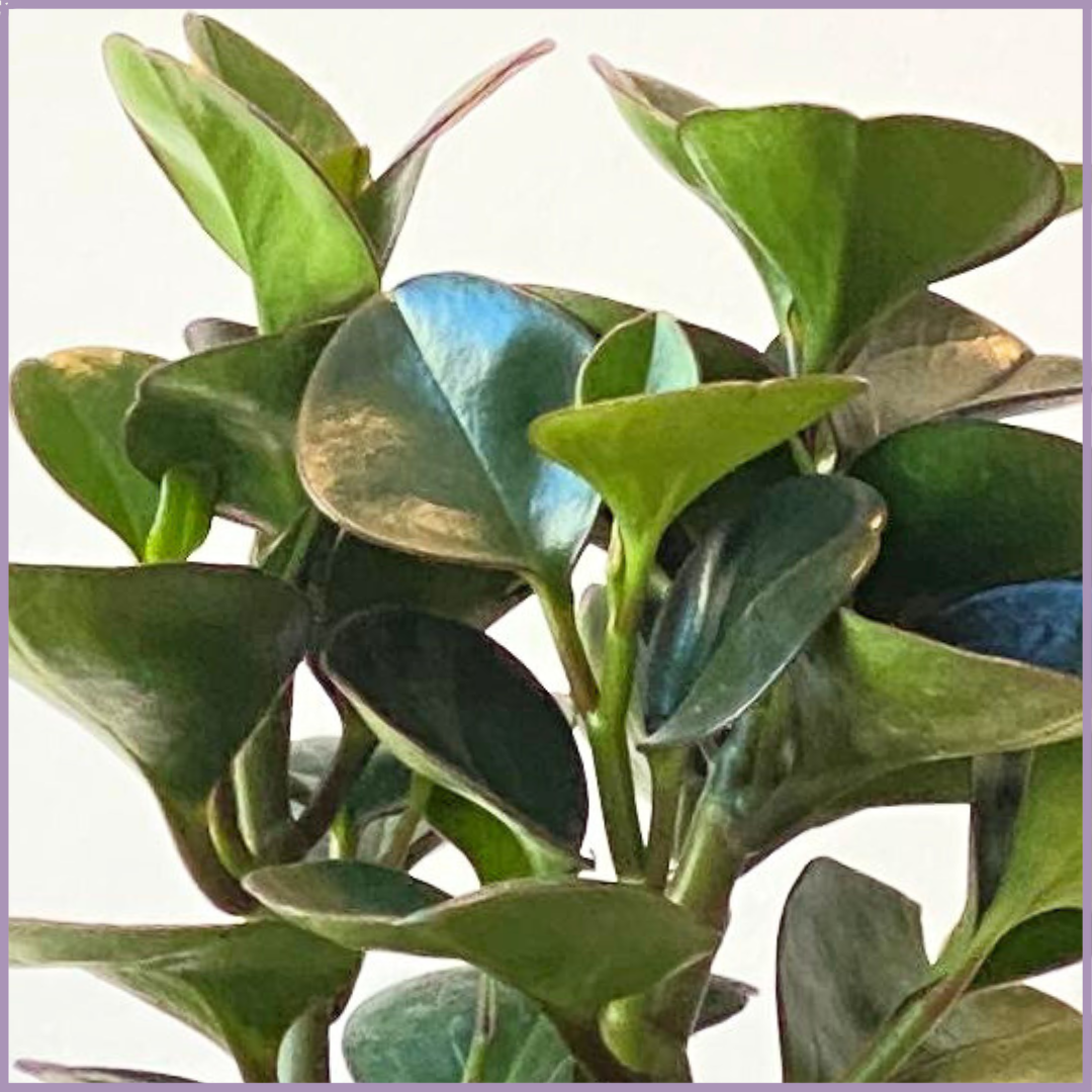 Baby Rubber Indoor Plant (Peperomia Obtusifolia) in Geometric Pot