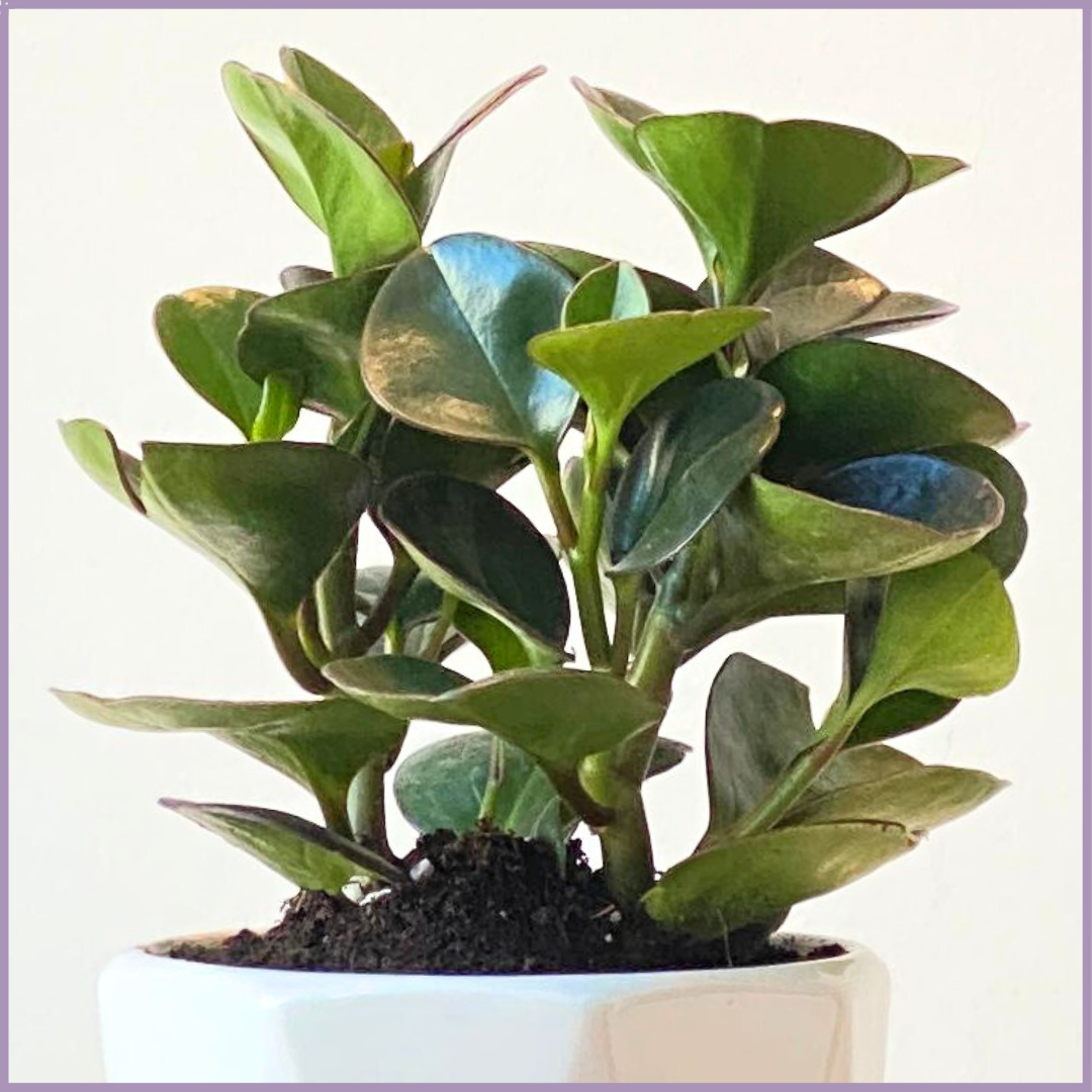 Baby Rubber Indoor Plant (Peperomia Obtusifolia) in Geometric Pot