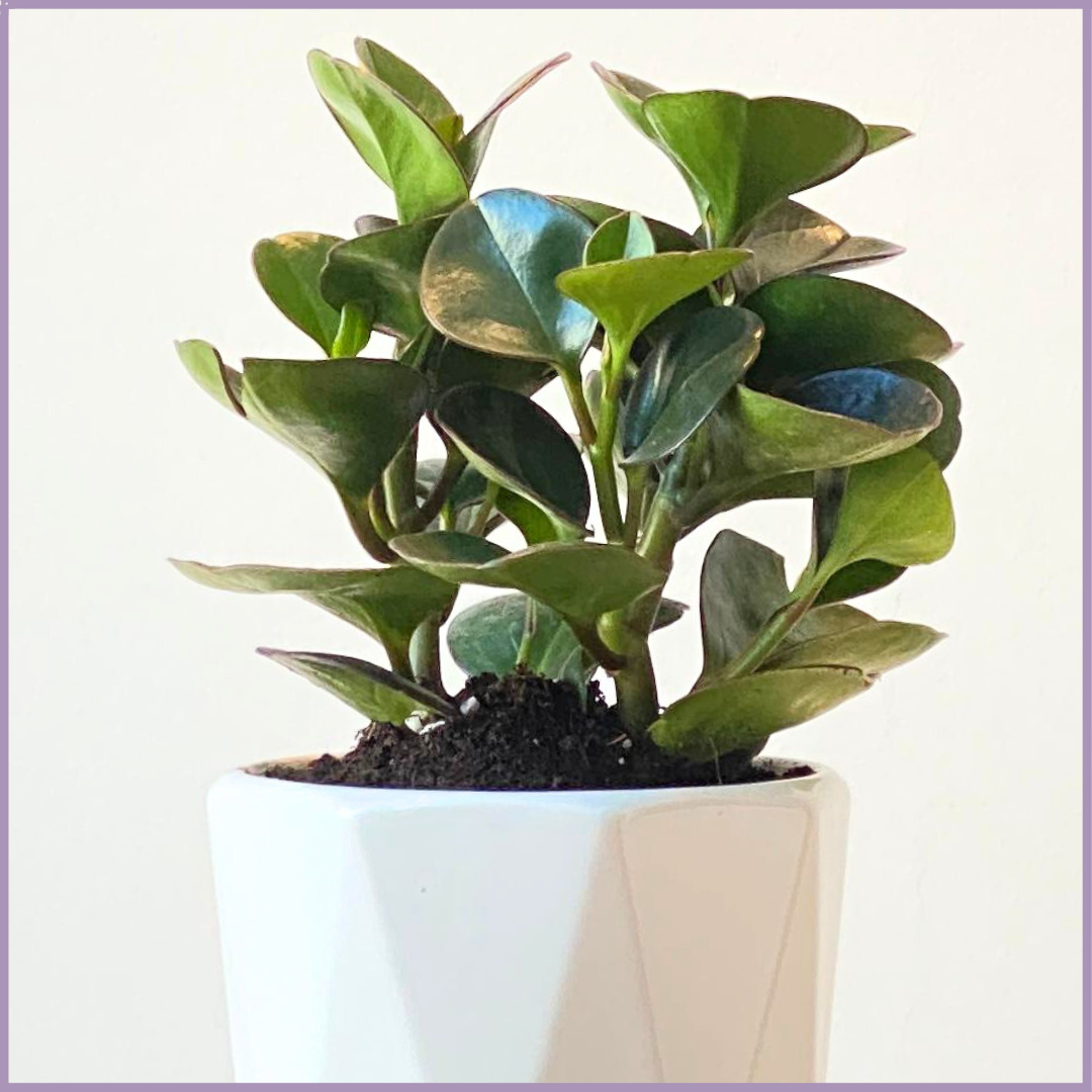 Baby Rubber Indoor Plant (Peperomia Obtusifolia) in Geometric Pot