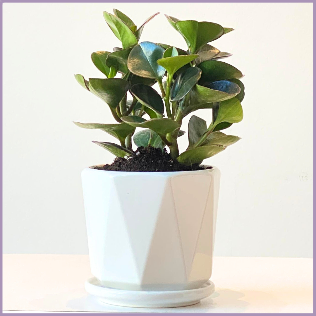 Baby Rubber Indoor Plant (Peperomia Obtusifolia) in Geometric Pot