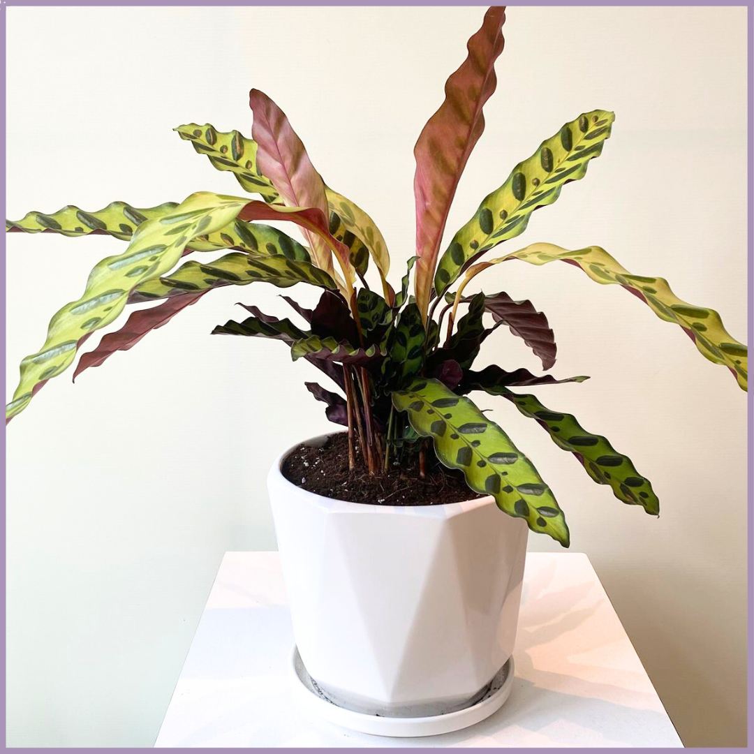 Forest Whisper - Calathea Lancifolia in White Ceramic Pot