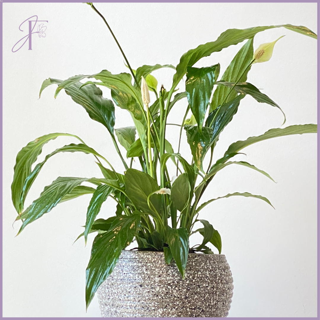 Elegant Peace Lily Plant