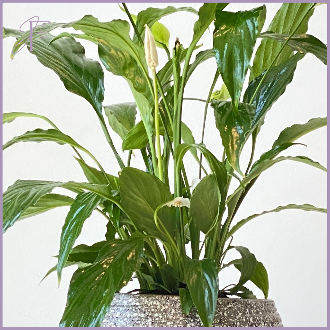 Elegant Peace Lily Plant