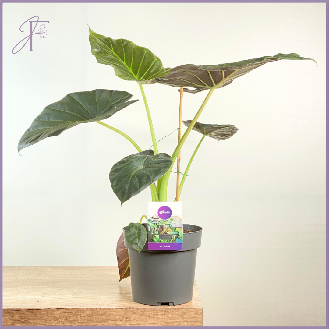 Emerald Arrow – Alocasia Plant