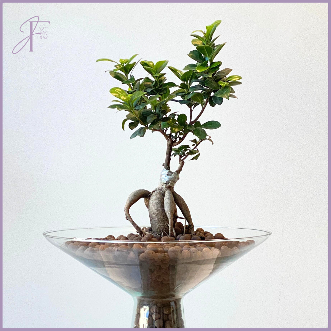 Ficus Microcarpa Hydro Bonsai in Elegant Glass Vase
