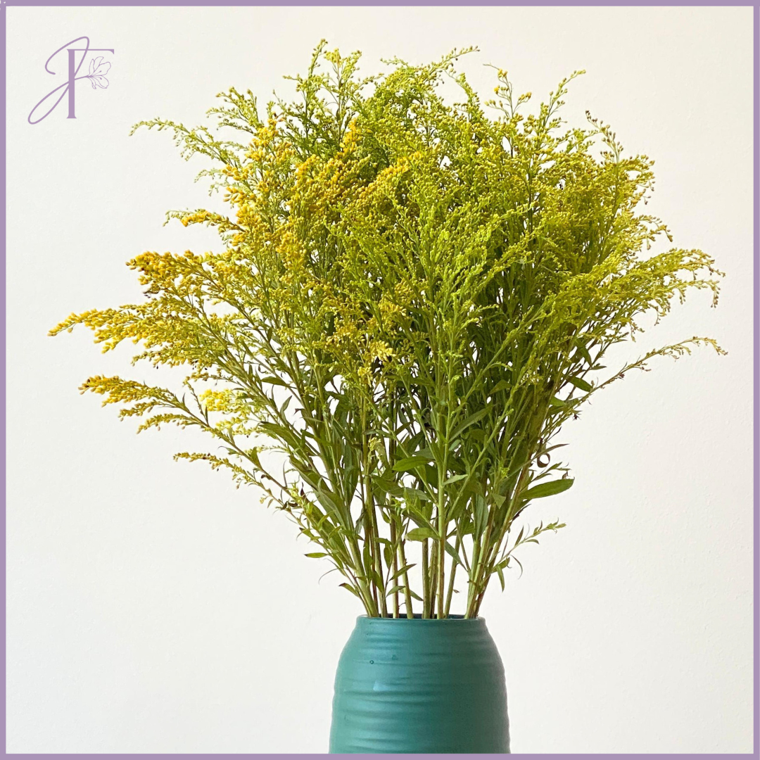 Fresh Solidago Bunch (Per Bunch, Create Your Own Arrangement) – flowers, delivered in Bahrain