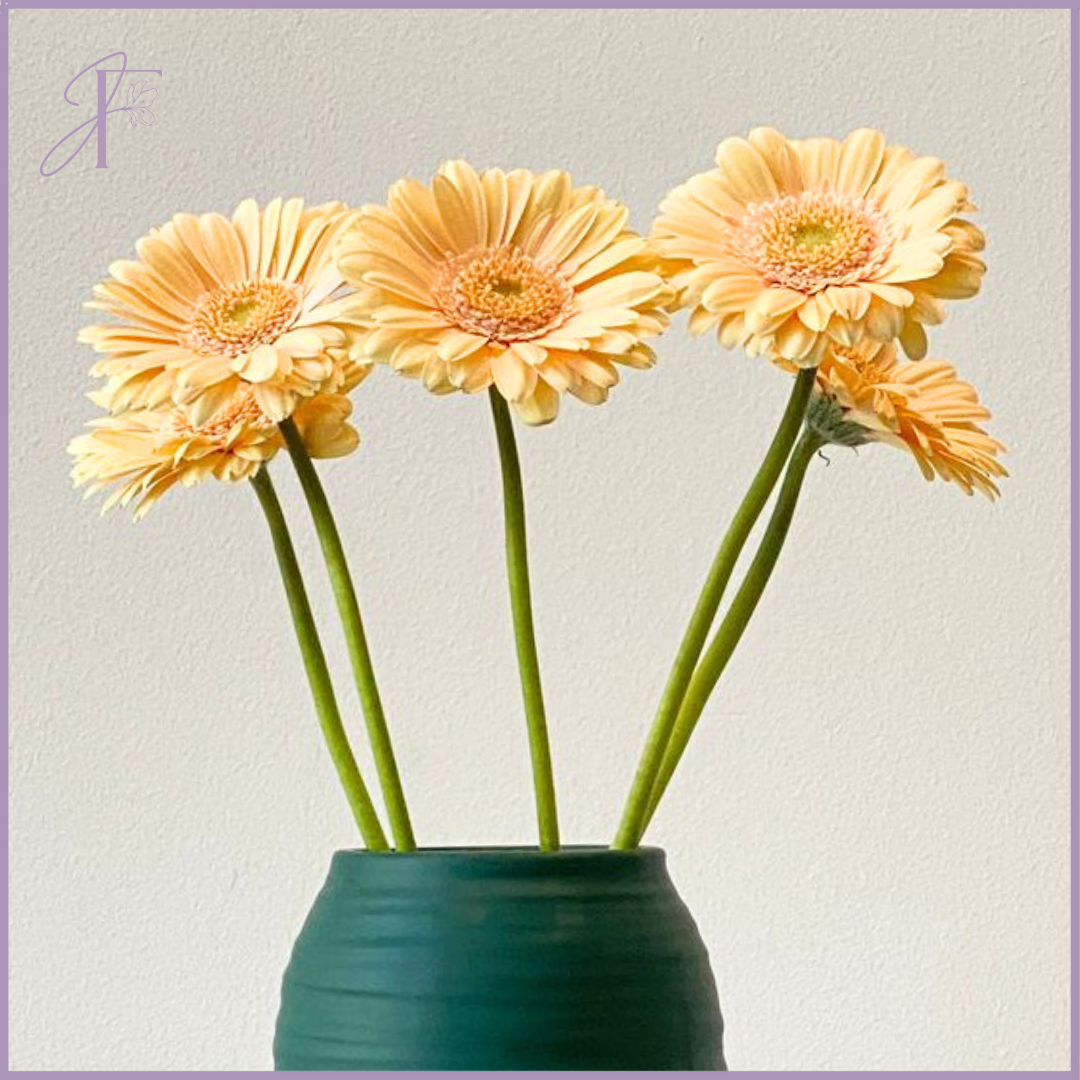 Fresh Peach Gerbera Stems (Per Stem, Create Your Own Arrangement)
