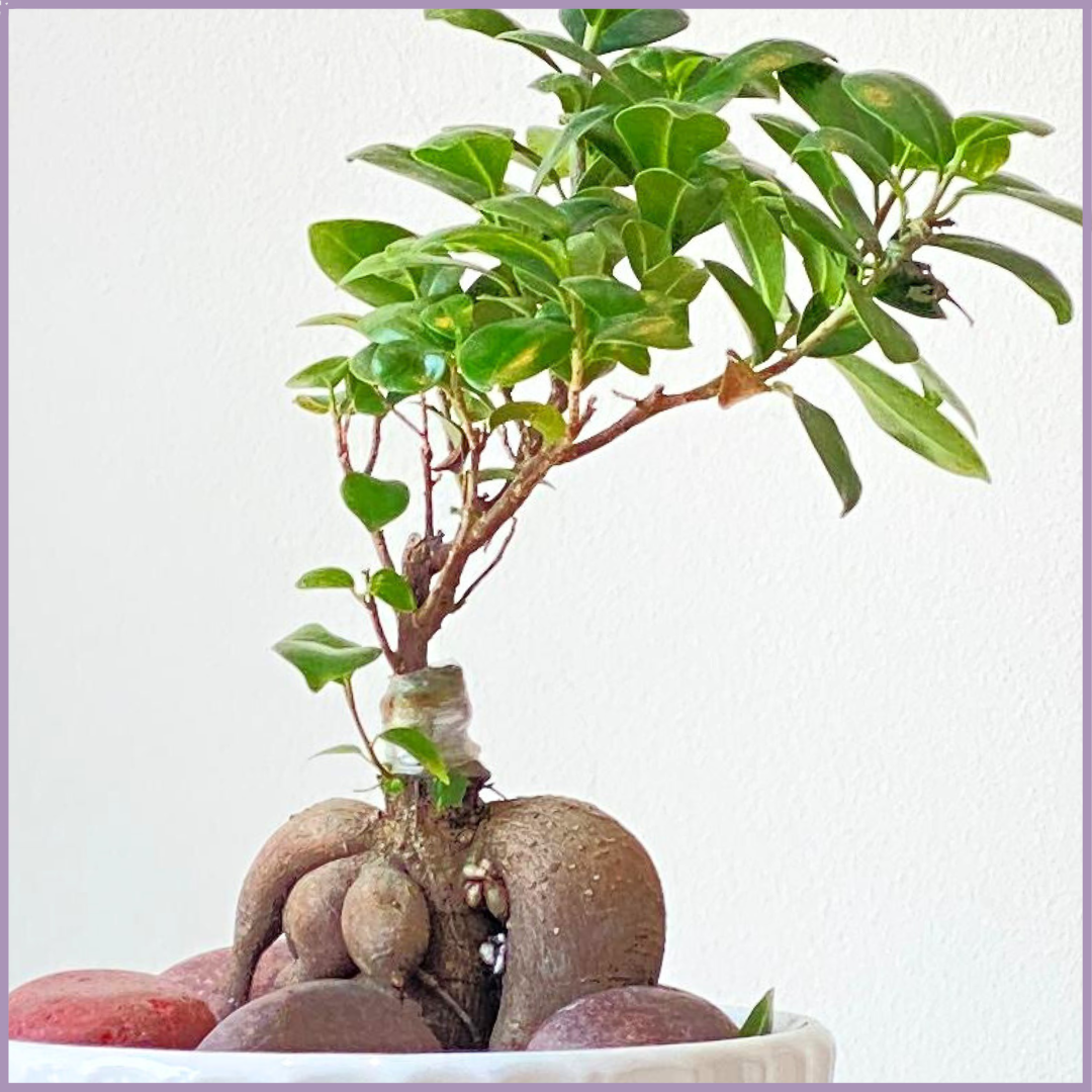 Flowers, delivered in Bahrain