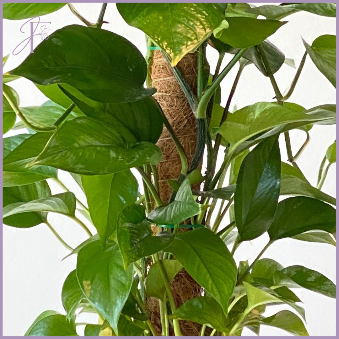 Golden Pothos Totem Plant - The Money Plant - Lush Green Elegance