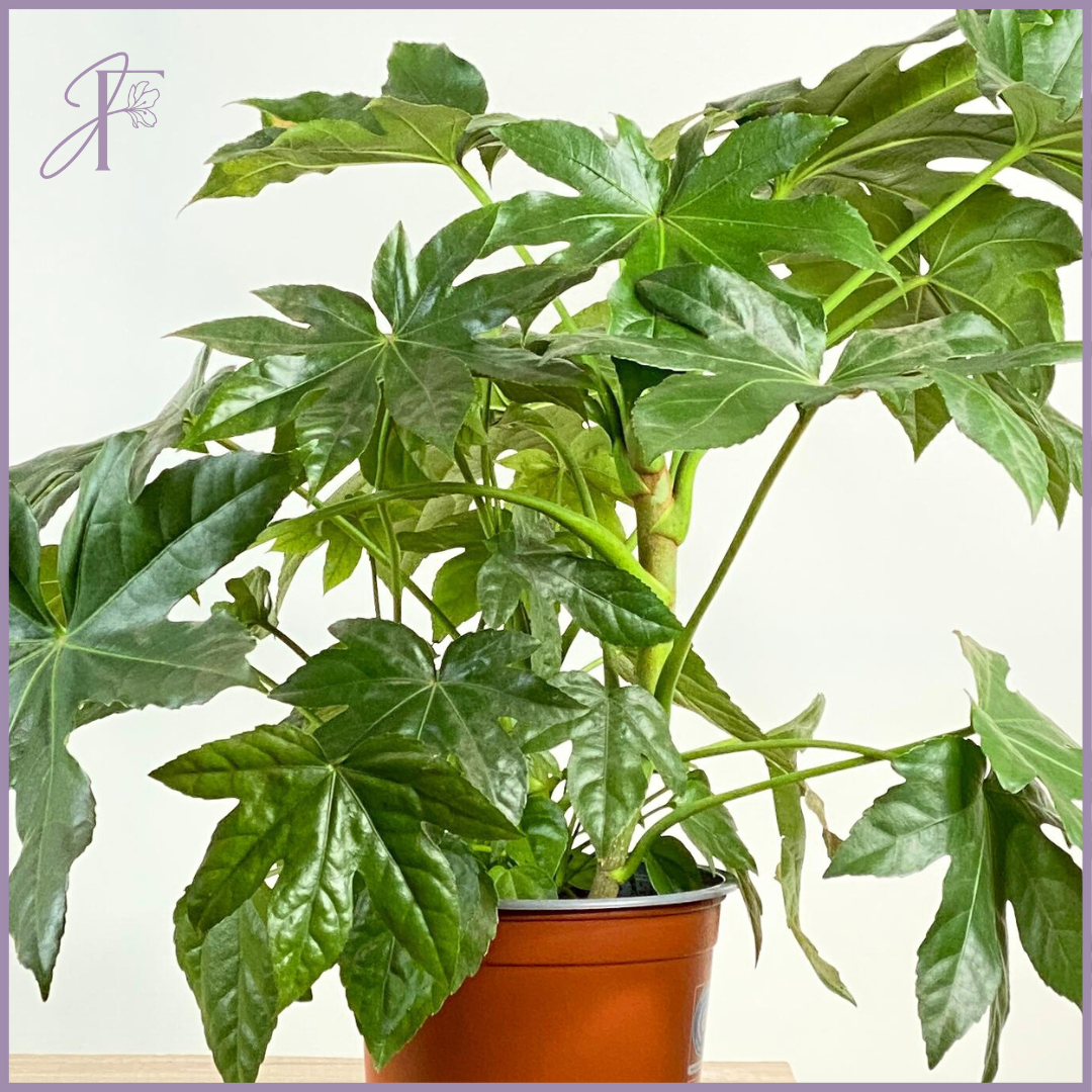 Japanese Aralia – Fatsia Japonica Plant