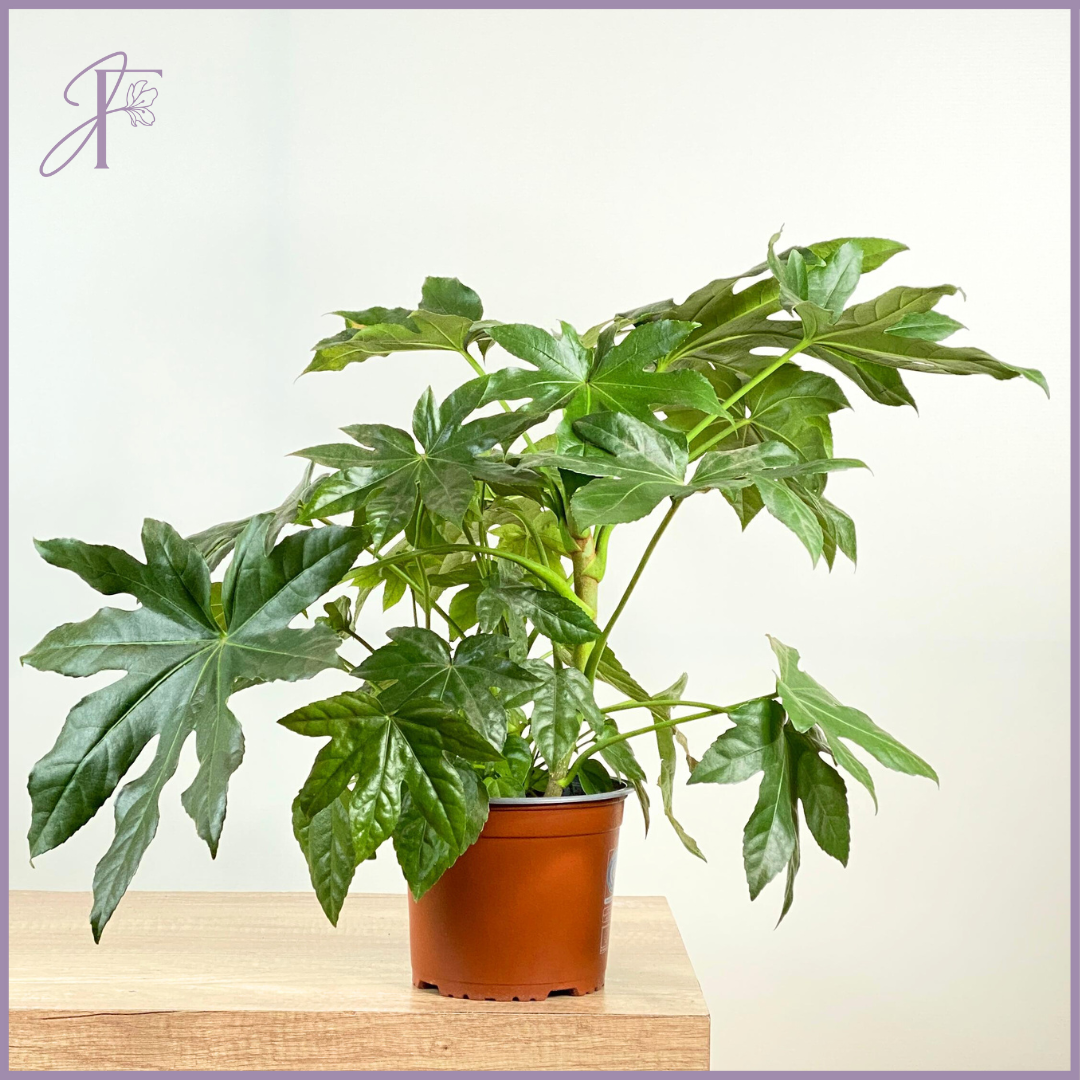 Japanese Aralia – Fatsia Japonica Plant – plant, delivered in Bahrain