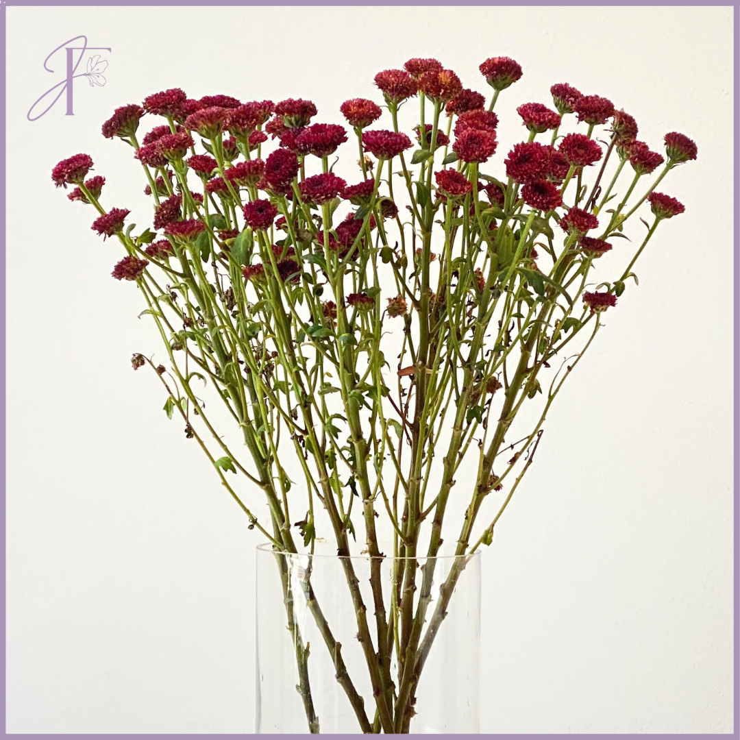 Maroon Button Mum Stem - Per 1 Stem - Create your own Arrangement - Vase Not Included