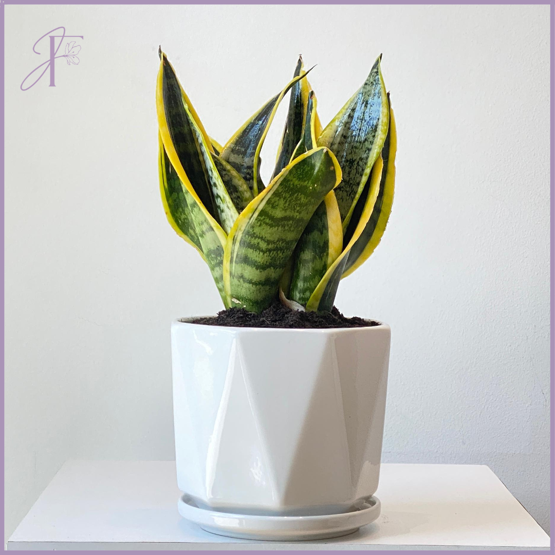 Mini Sansevieria Plant - Stylish & Easy Care