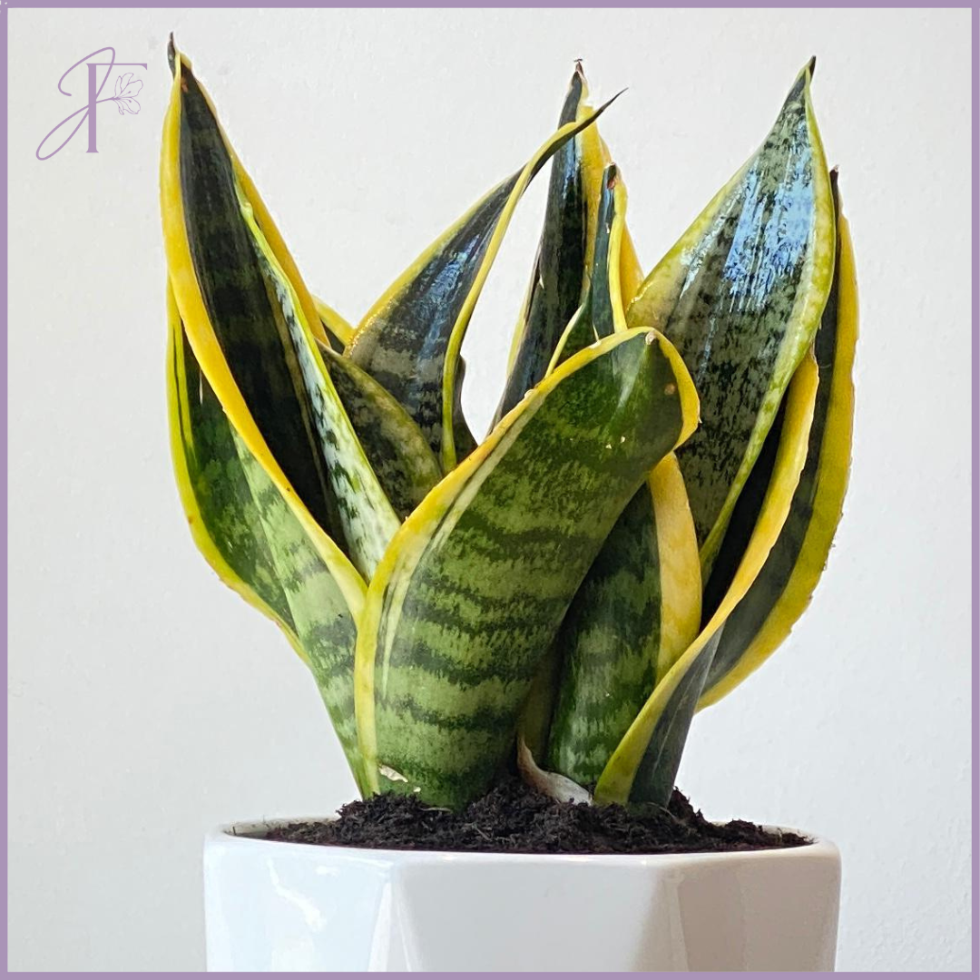 Mini Sansevieria Plant - Stylish & Easy Care
