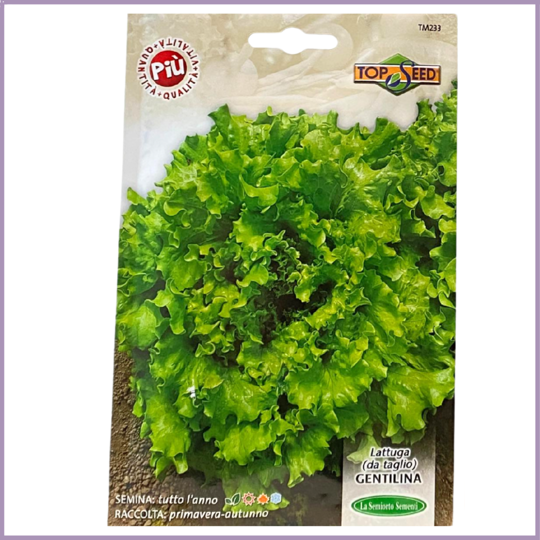 Non-GMO Cut-and-Come-Again Lettuce Seeds (Centifolia) - Grow in Bahrain