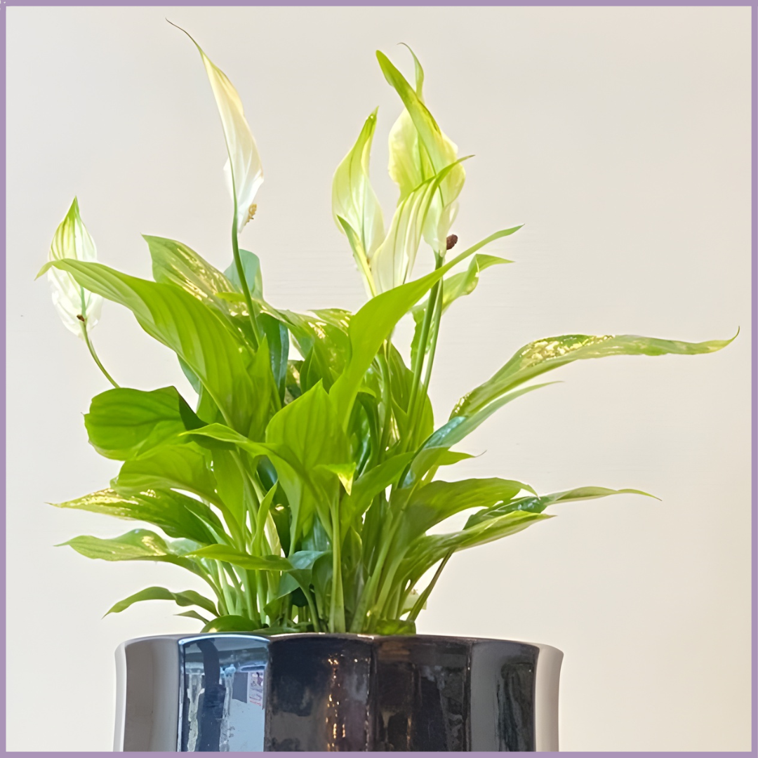 Pure Calm - Peace Lily in Black Ceramic Pot