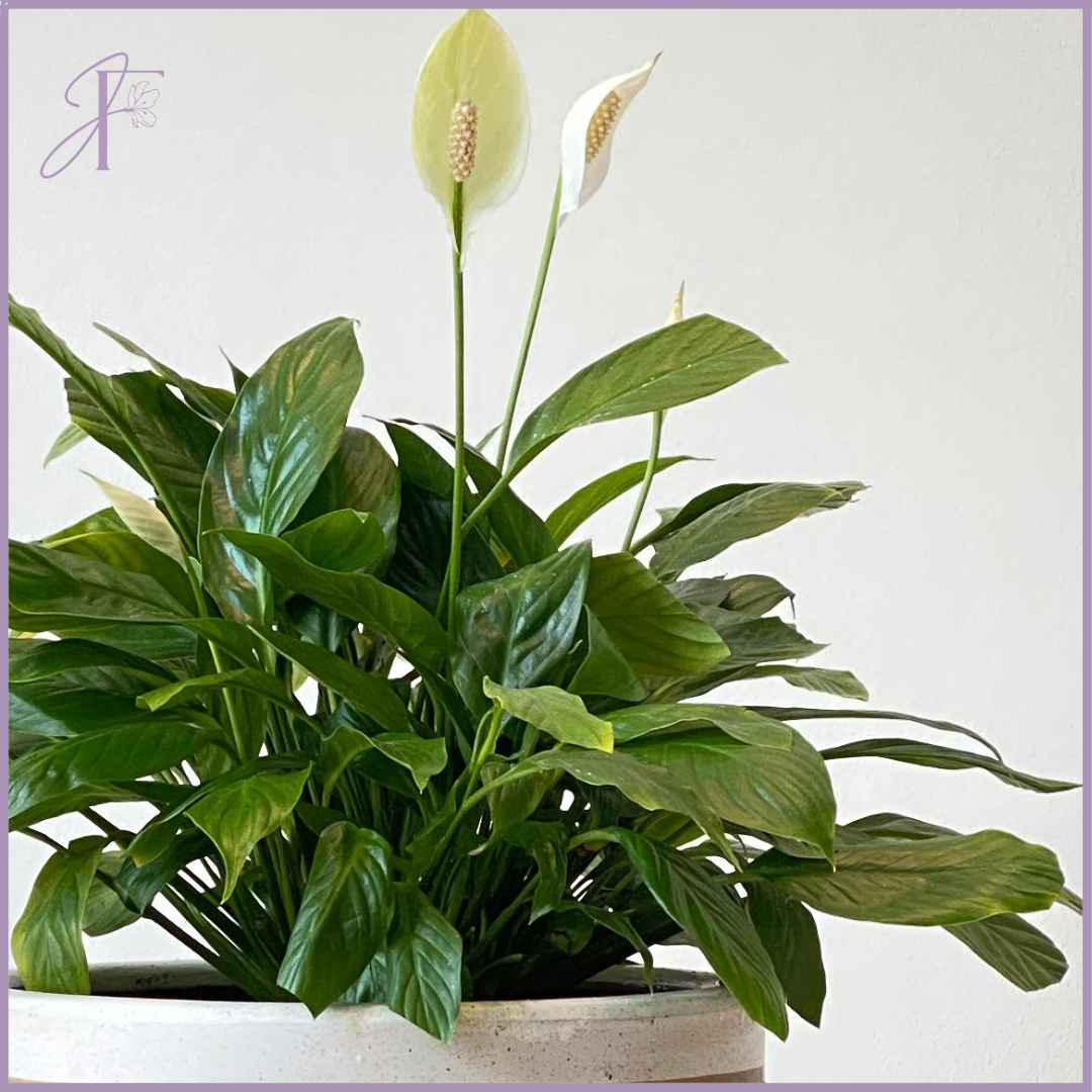 Peace Lily in Decorative Vase