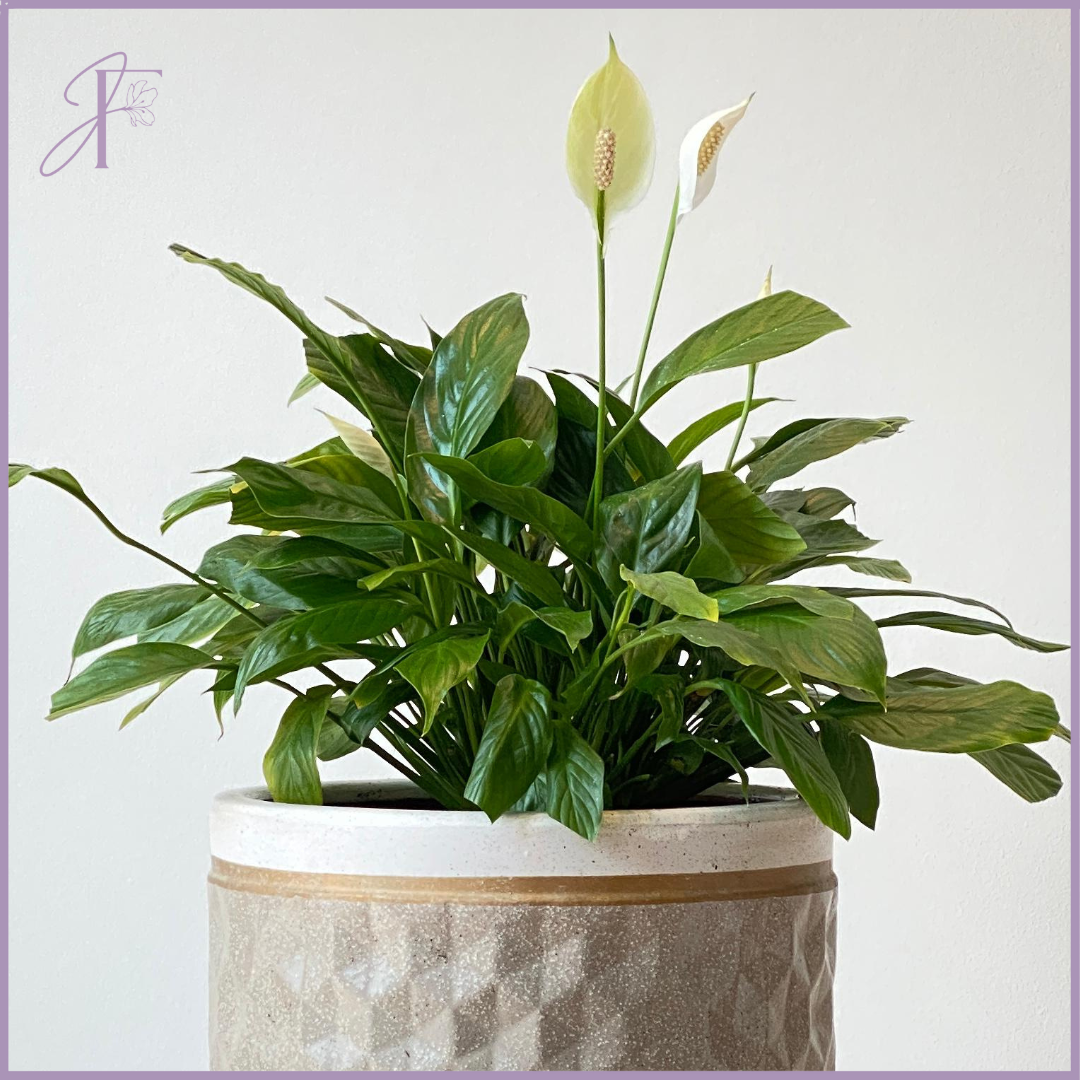 Peace Lily in Decorative Vase