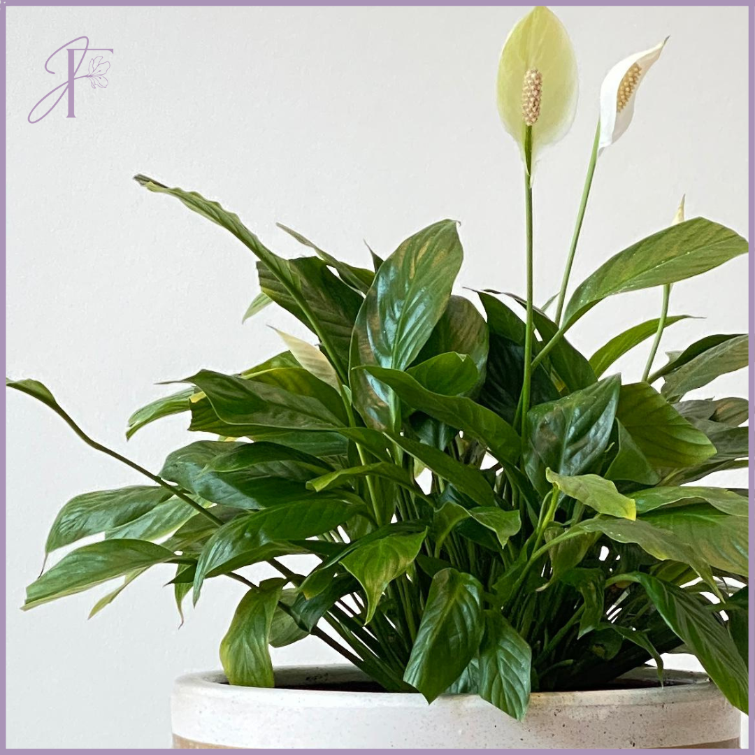 Peace Lily in Decorative Vase