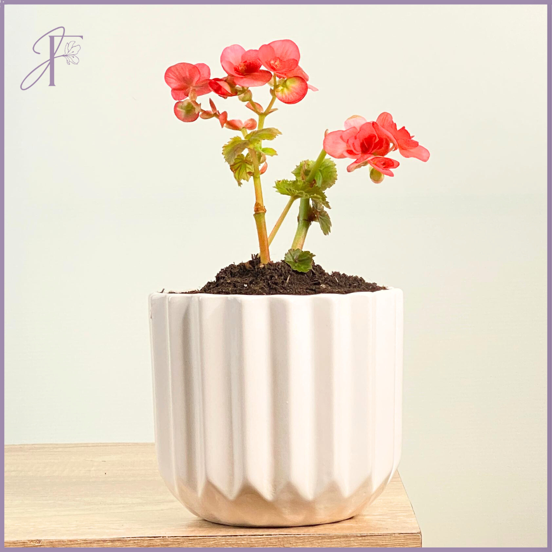 Petal Pop – Clubbed Begonia in White Pot