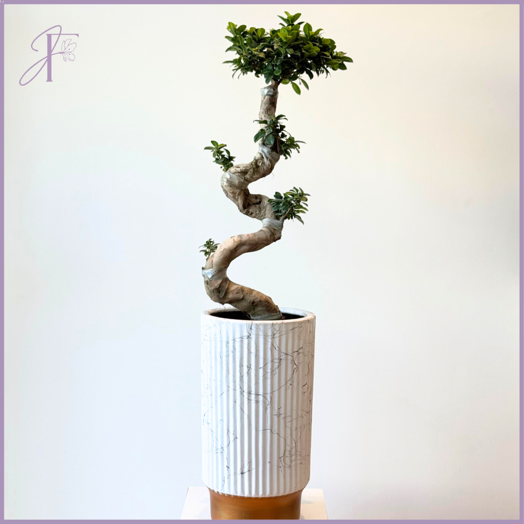 Serpentine Ficus Bonsai Tree (40cm) - Living Art