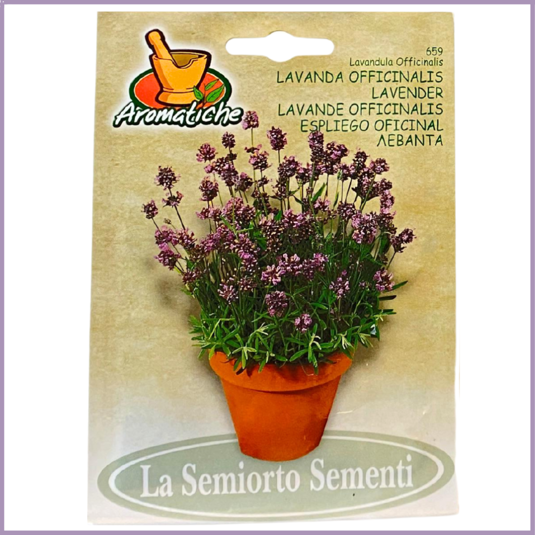 Aromatiche Non-GMO Lavender Seeds - Grow in Bahrain