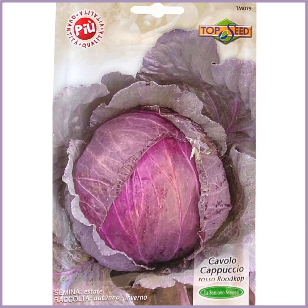 TOP SEED Roodkop Red Cabbage Seeds - Grow in Bahrain