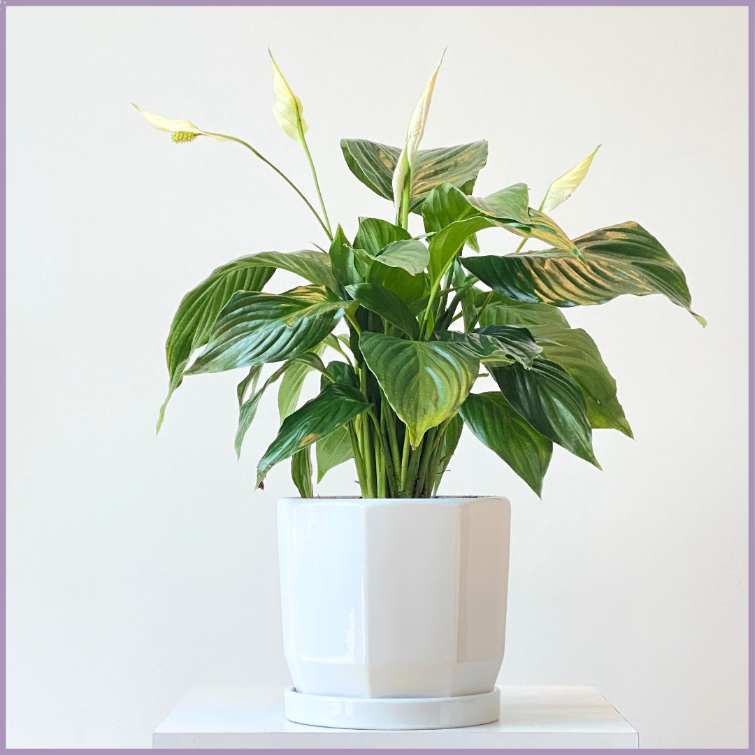 The Serene Peace Lily Plant (Spathiphyllum) - in a White Octagonal Pot – plant, delivered in Bahrain
