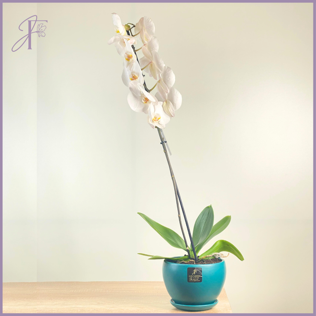 White Aphrodite Orchid – Potted Elegance - Perfect for Gifts, Corporate, Family or just showing love – plant, delivered in Bahrain